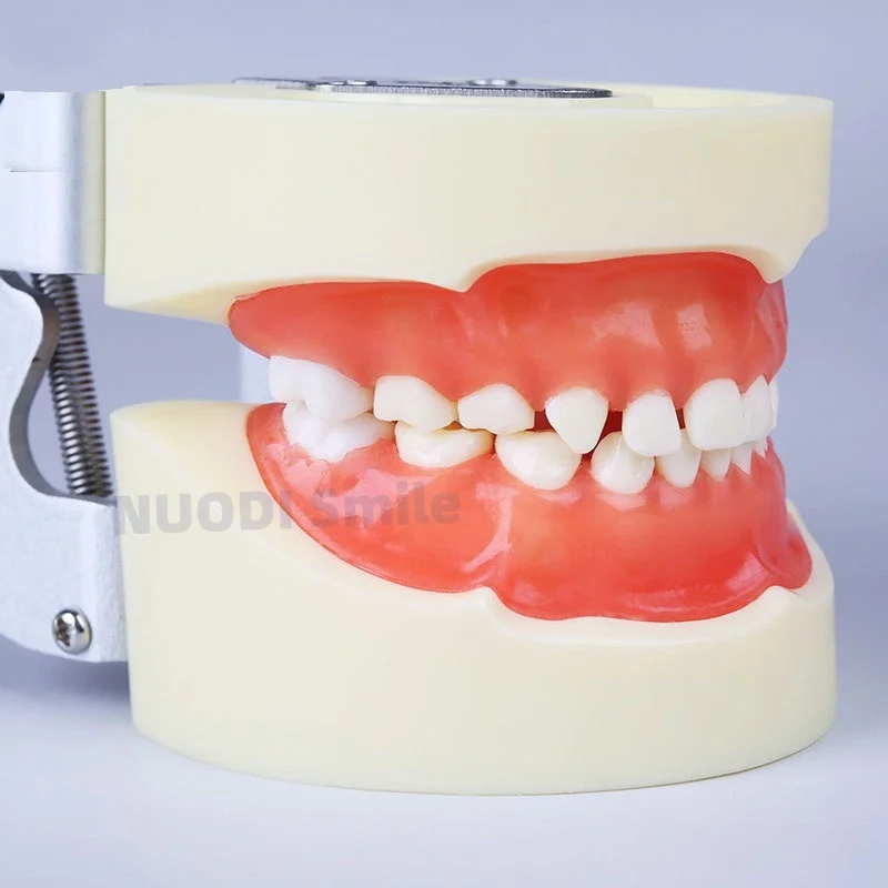 

Dental Kids Standard Teeth Model M7014 Soft Gum Child Tooth Model With 24PCS Teeth Dentistry Clinic Study Teaching Teeth Model