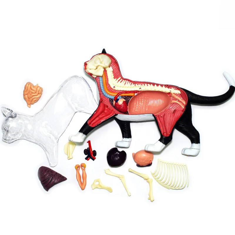 New 4D Vision Black White Cat Anatomy Simulation Cat Model 28 Parts Detachable Organ Anatomical Medical Teaching Supplies