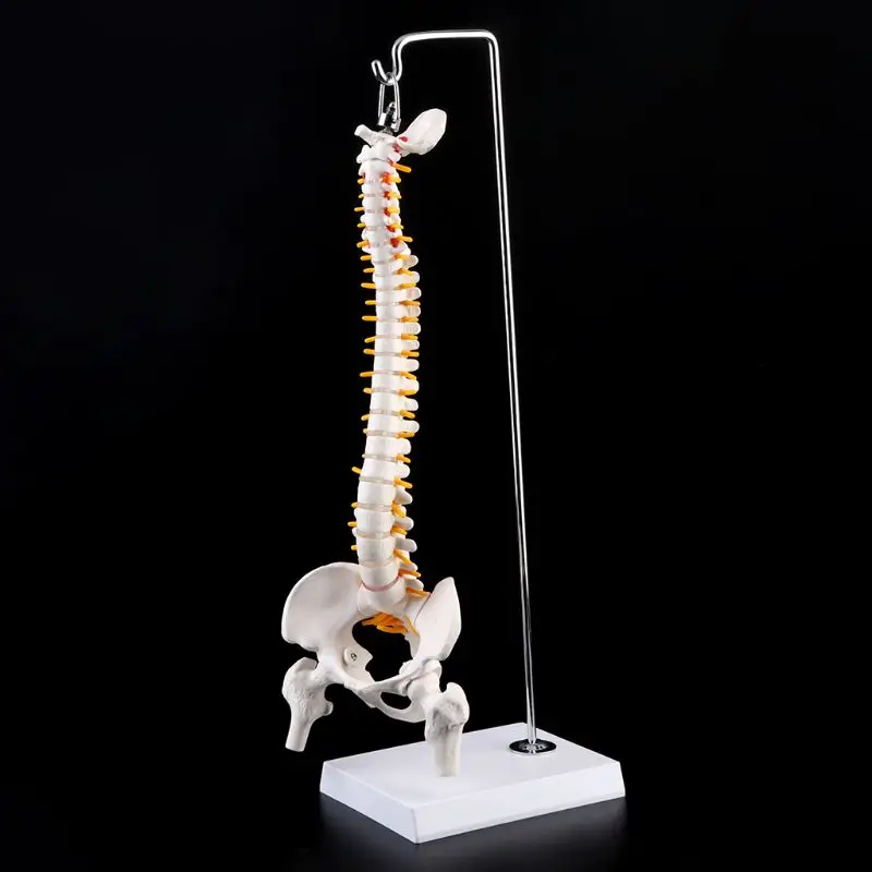 

45cm Flexible Human Spinal Column Vertebral Lumbar Curve Anatomical Model Anato K1KF