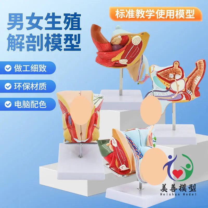 Teaching Male And Female Reproductive System Model, Urinary System Anatomy Model, Human Reproductive Sagittal Organ Anatomy