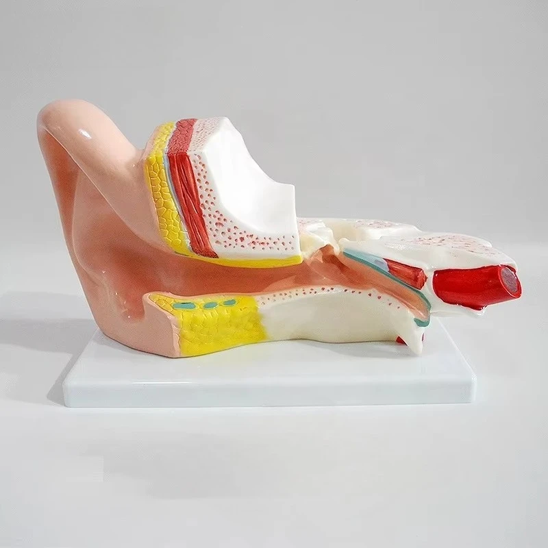 Organ Auditory System Middle Ear Model Anatomy Enlarged Human Ear Anatomy Model
