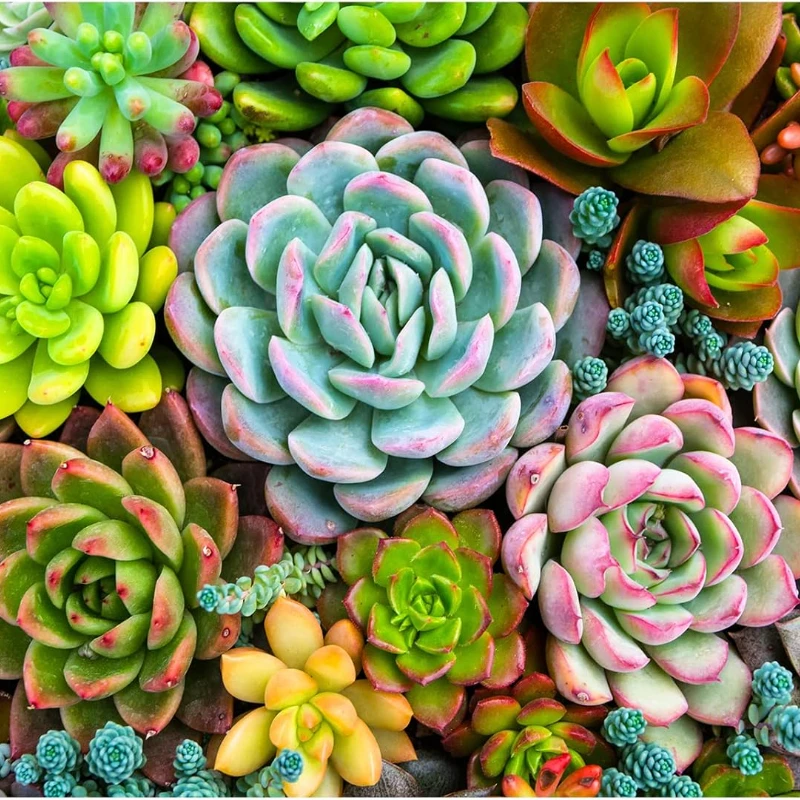 Jigsaw Puzzles 1000 Pieces for Adults Succulent Plants Puzzles Unique Shape Pieces Family Games Puzzle (27.56