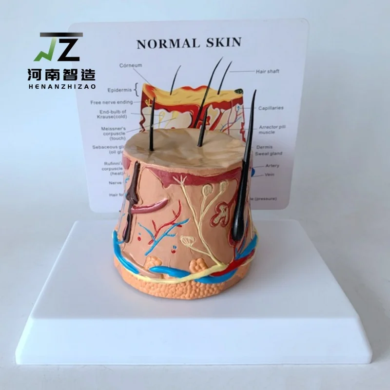 

Высококачественная новая здоровая кожа, процесс роста человеческих волос, демонстрационный процесс, анатомическая модель расширенной кожи