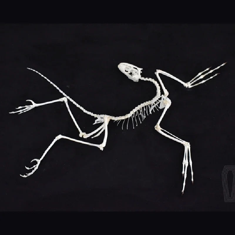 2120 Archaeopteryx Fossil Art Wall Decor Bone Replica Resin Craft Gothic Steampunk Display Natural History Science Exhibit