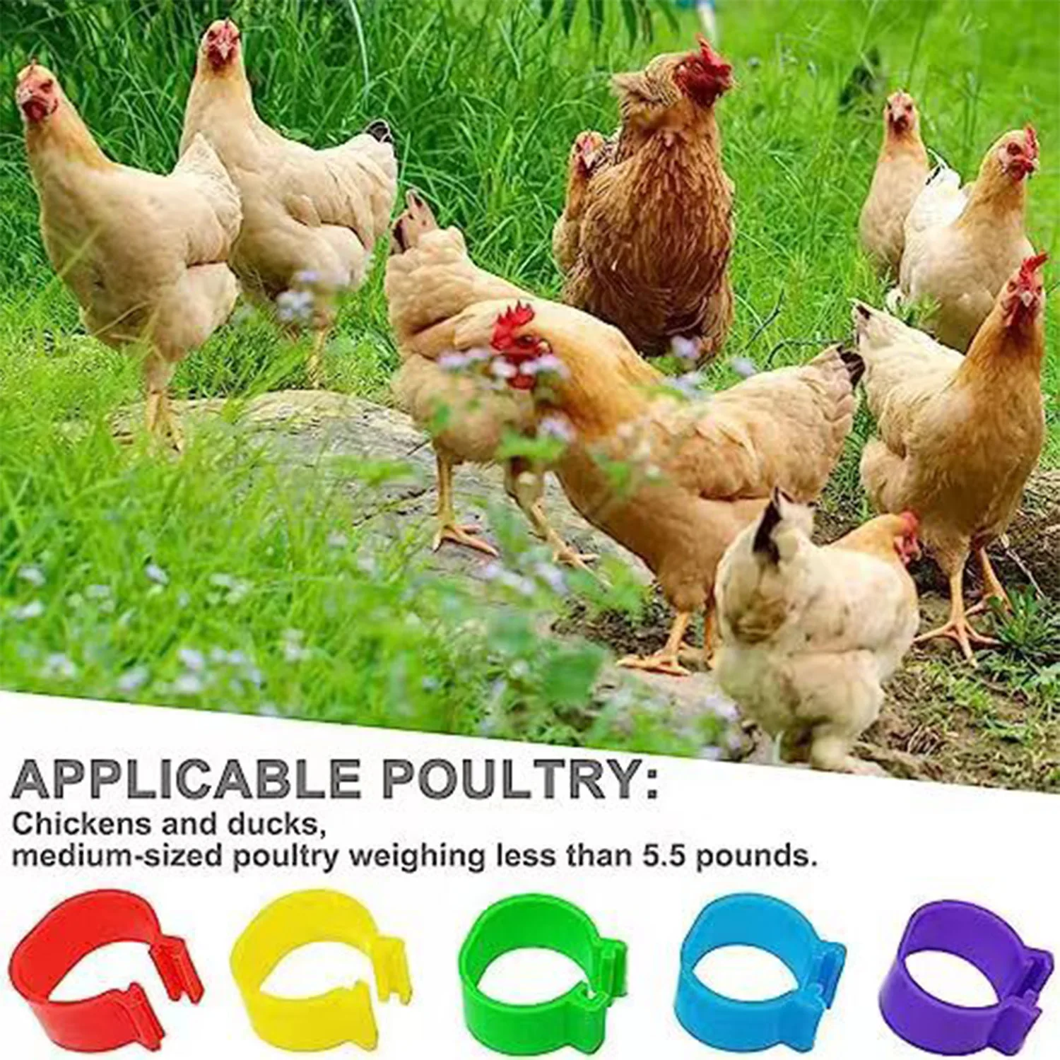 20PCS Color Mixed Chicken Leg Rings, Open Type With Lettering, Poultry Mark Buckle, Farm Use Leg Rings, Chicken Use Label Buckle