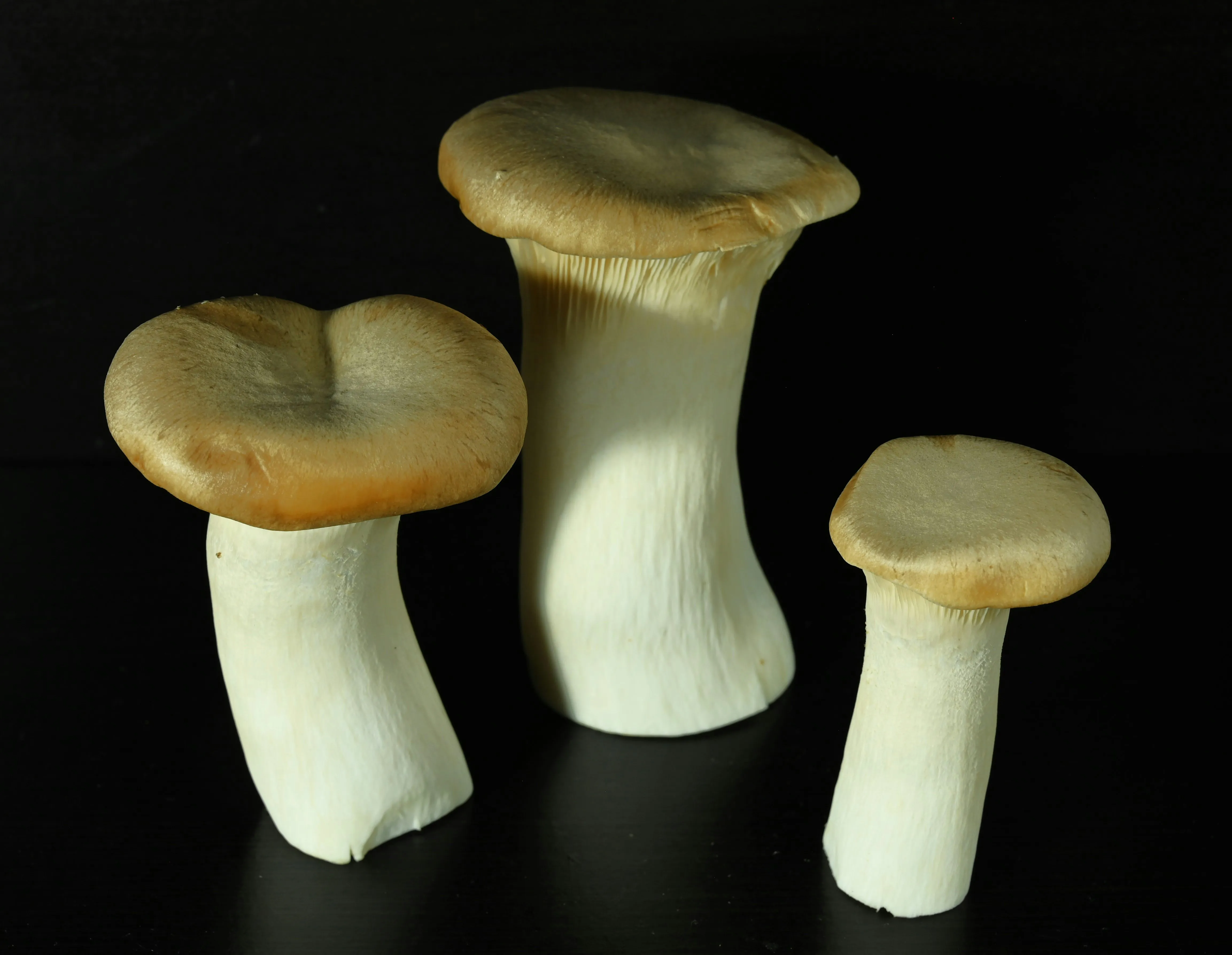 

095000-6980 095000-6100 Комплекты для капитального ремонта дизельных форсунок: распылитель DLLA152P980, клапанная пластина 10 # Для распылителя Denso 8-98055862-0