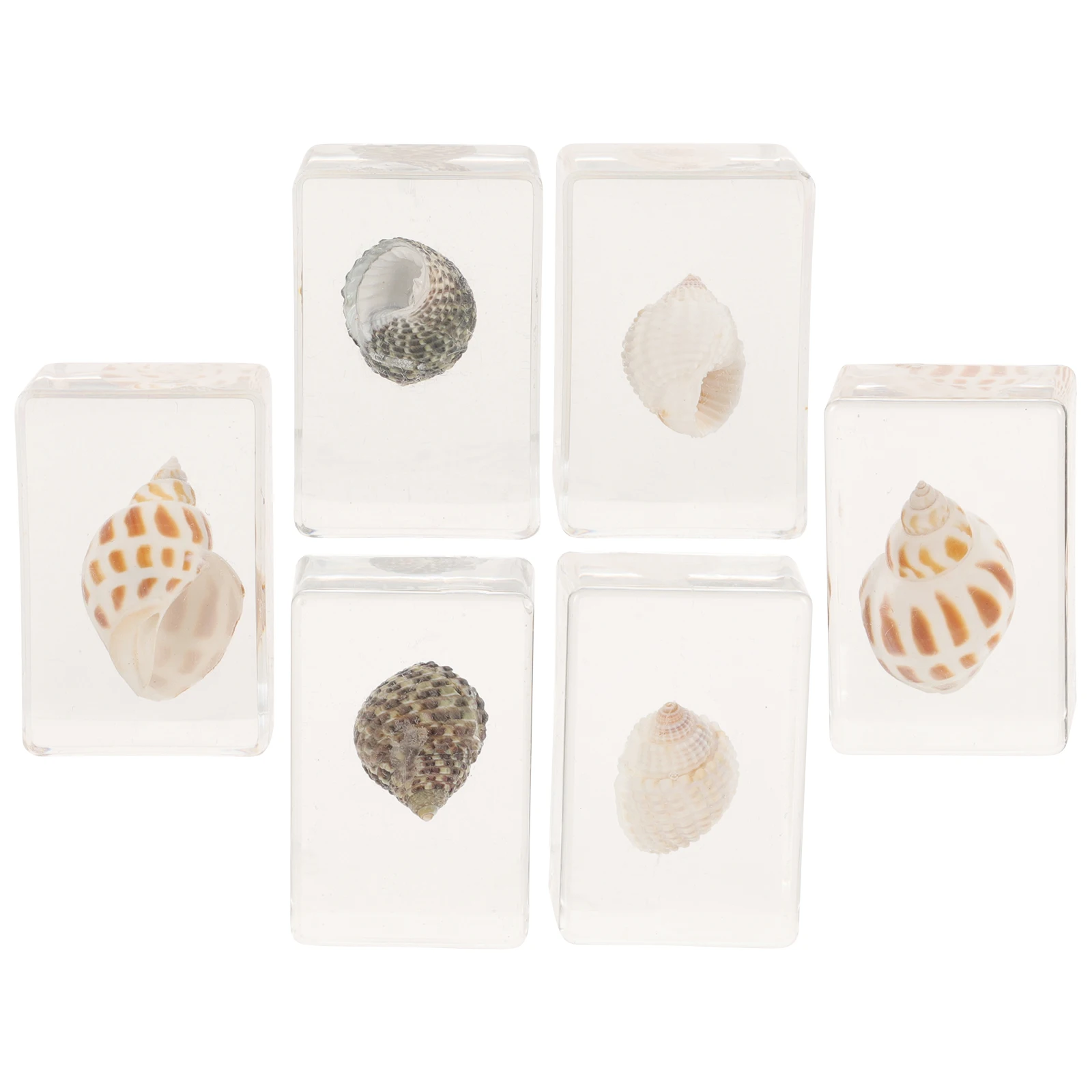 6pcs Marine Biological Specimens Natural Ocean Specimens Landscape Decor Desktop nament Resin Decoration