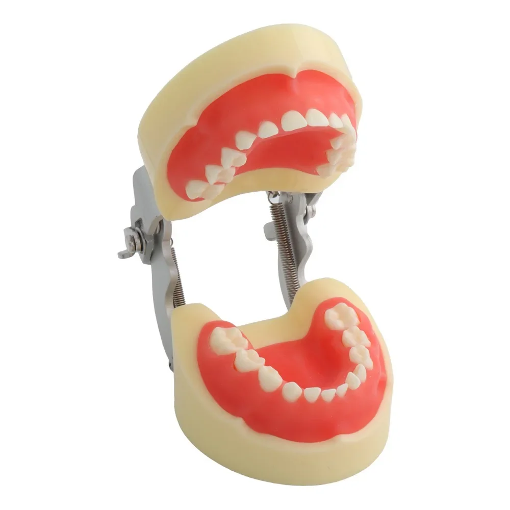 Children teeth model M7014 for dental lab/Dental training teeth model with 24pcs/Kids Tooth Model With soft gum