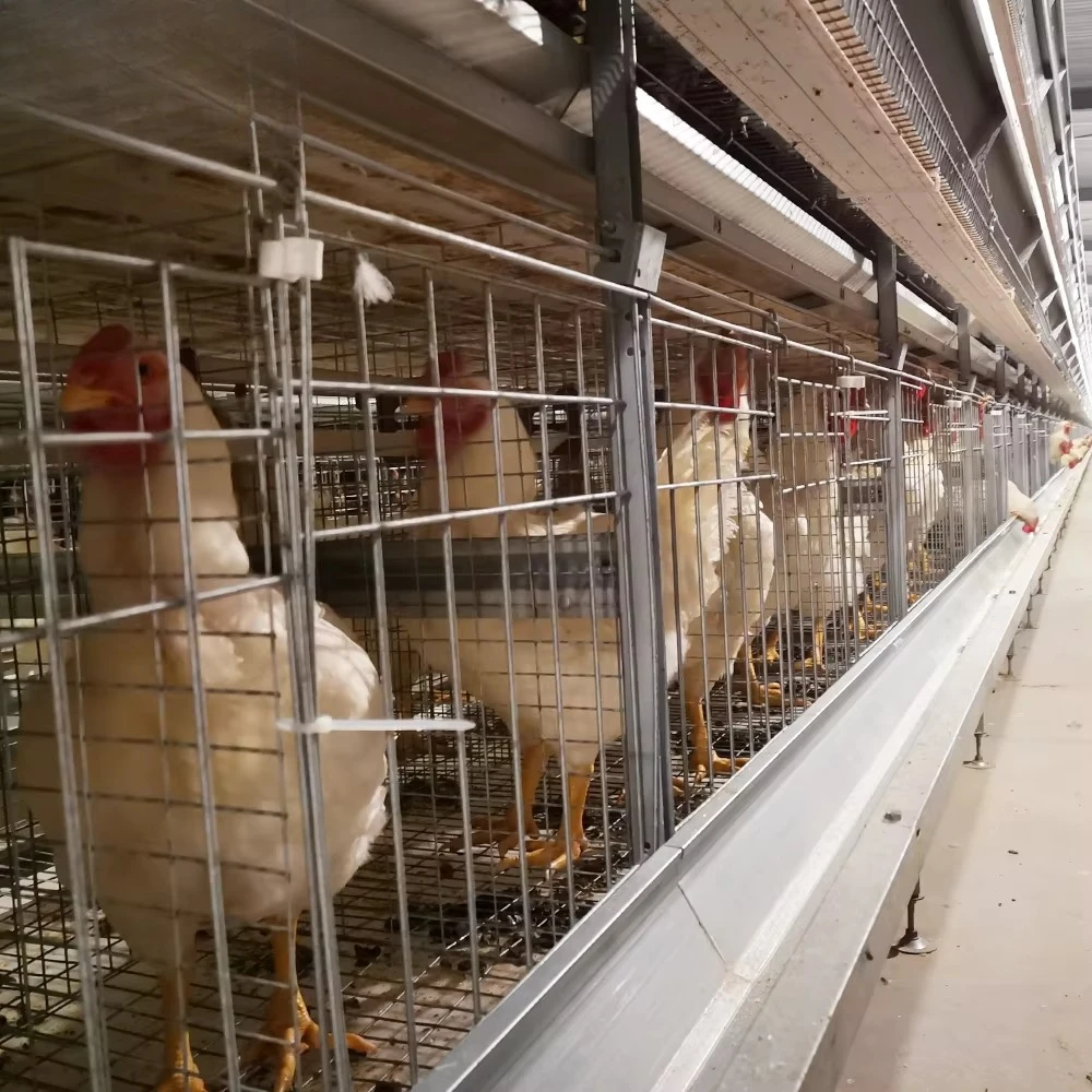 50000 Capacity H Type 12 Row Stand Cage Farm Layer Hen Cage Breeding Poultry House Battery Layer Chicken Cage for Birds Fowl