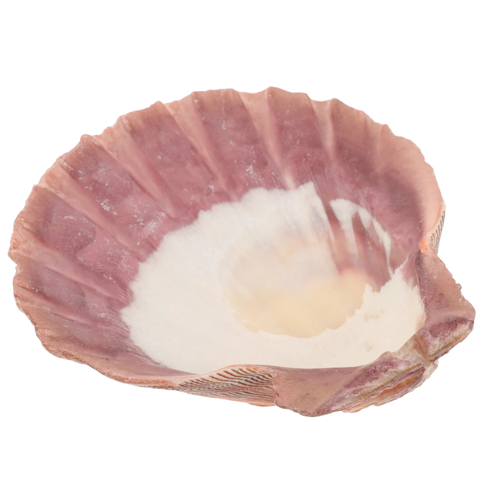 

Large Natural Seashell Jewelry Tray Display Plate Ring Holder Organizer Storage Trinket Dish Desktop Decor Sundries Tray