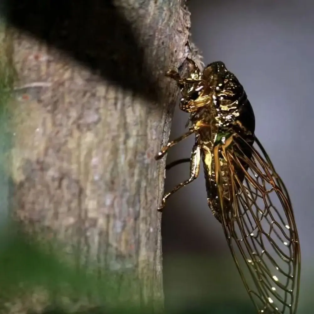 Gifts Golden Finish Golden Cicada Figurine Hollow Wings Vintage Style Insect Figurine Realistic Details Cicada Sculpture
