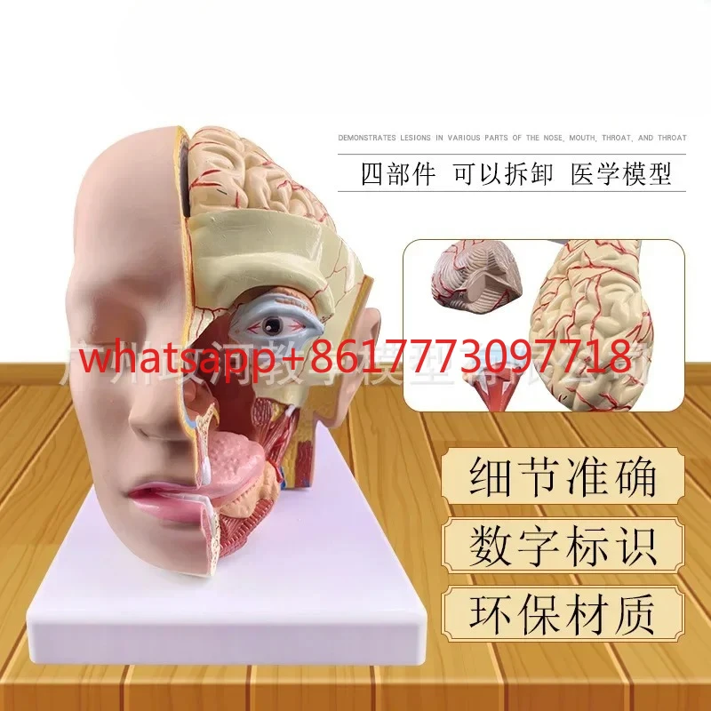 

Head Anatomy Cerebral Artery Model Natural Large 4 Parts Mid-Head Section Model Brain Anatomical Model