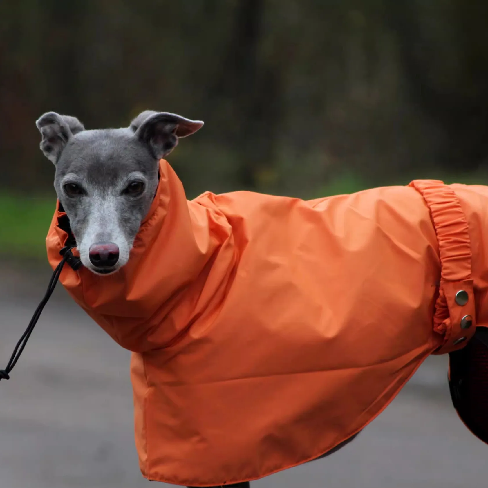 Modischer verstellbarer Windhund-Whippet-Regenmantel, wasserdicht, winddicht, Berlington Terrier, weiche Hundeweste für große Medienhunde – Detail 5