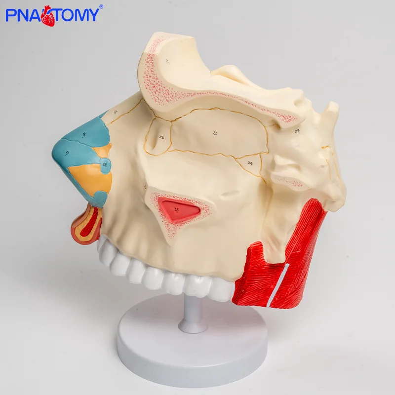 

Three Times Larger Nasal Cavity Anatomical Model Including Cross-sections of the Nasal Bone and nasal Cartilage.