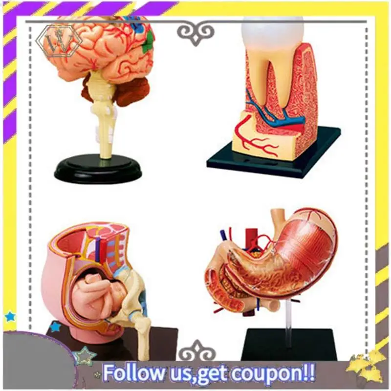 

New -Torso Human Body Model Removable Parts Education Organs Model For Teaching Study Class Students