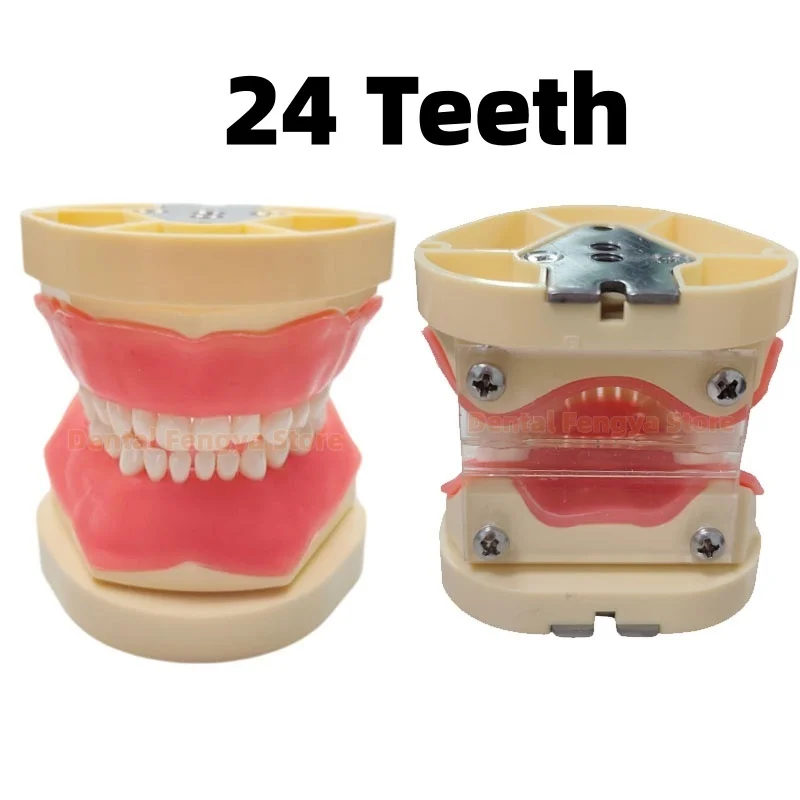 New Type Dental Typodont Jaw Model Kids Dental Model With 24pcs Removable Resin Teeth Dentistry Teaching Practice Teeth Model