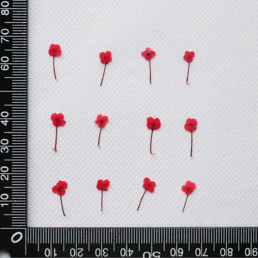 Thumbnail 3 - #5 Trending Dried Flowers Right Now