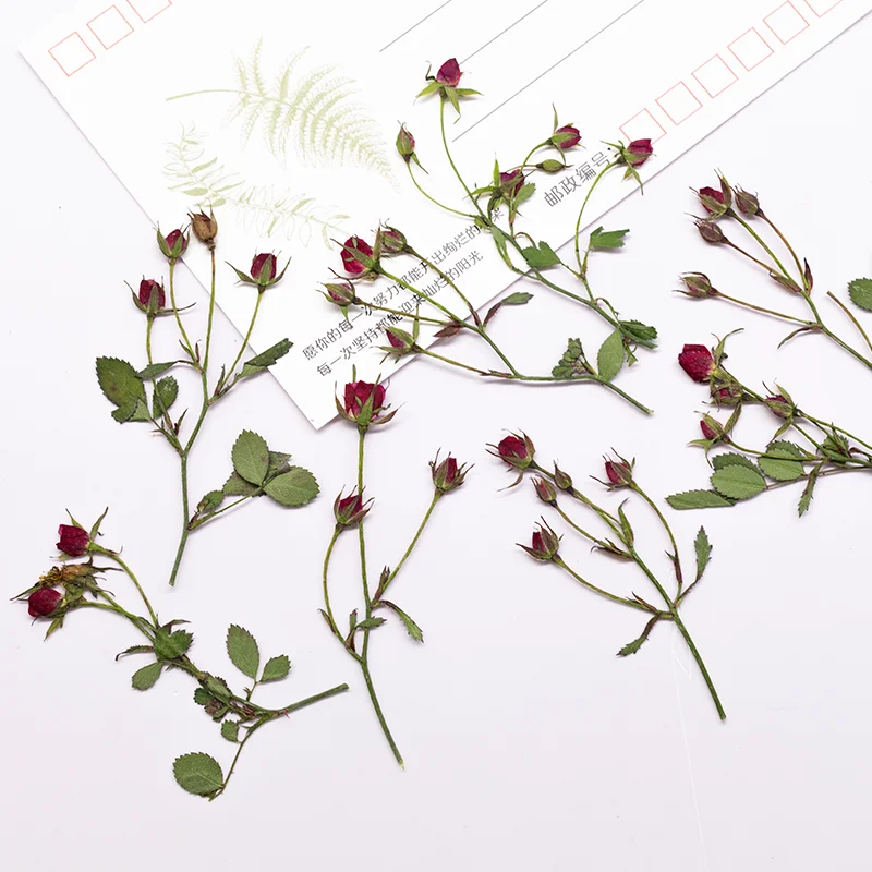 12pcs,Dried Rose Multi Bud Bra - Resin Art With Rose review and price