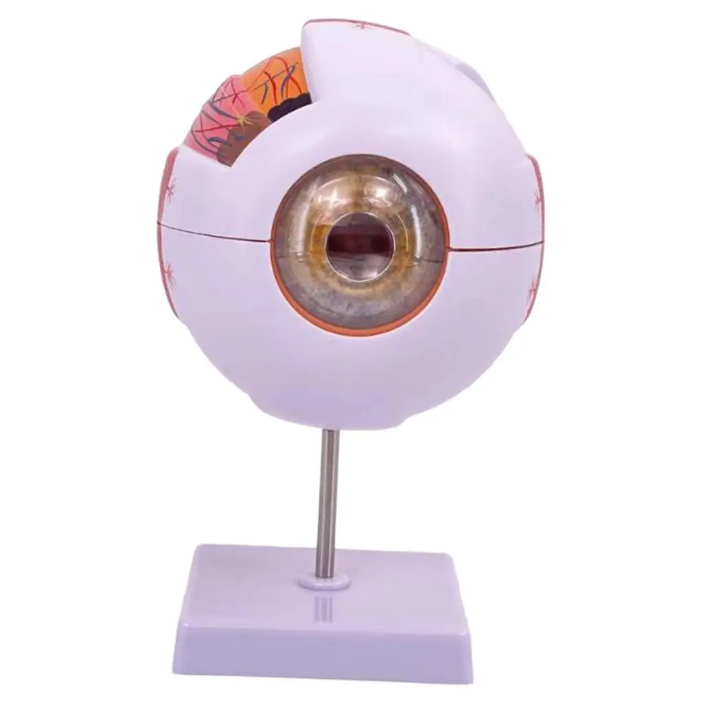 نموذج تشريحي للعين البشرية نموذج عرض مقلة العين الموسع لمعرض البحوث البيولوجية للمختبر والفصول الدراسية للطلاب