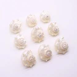 Natural Conch Shell White Necklace Pendant Home Decor Snail Mother of Pearl Shell Pendant for Jewelry Making DIY Accessories