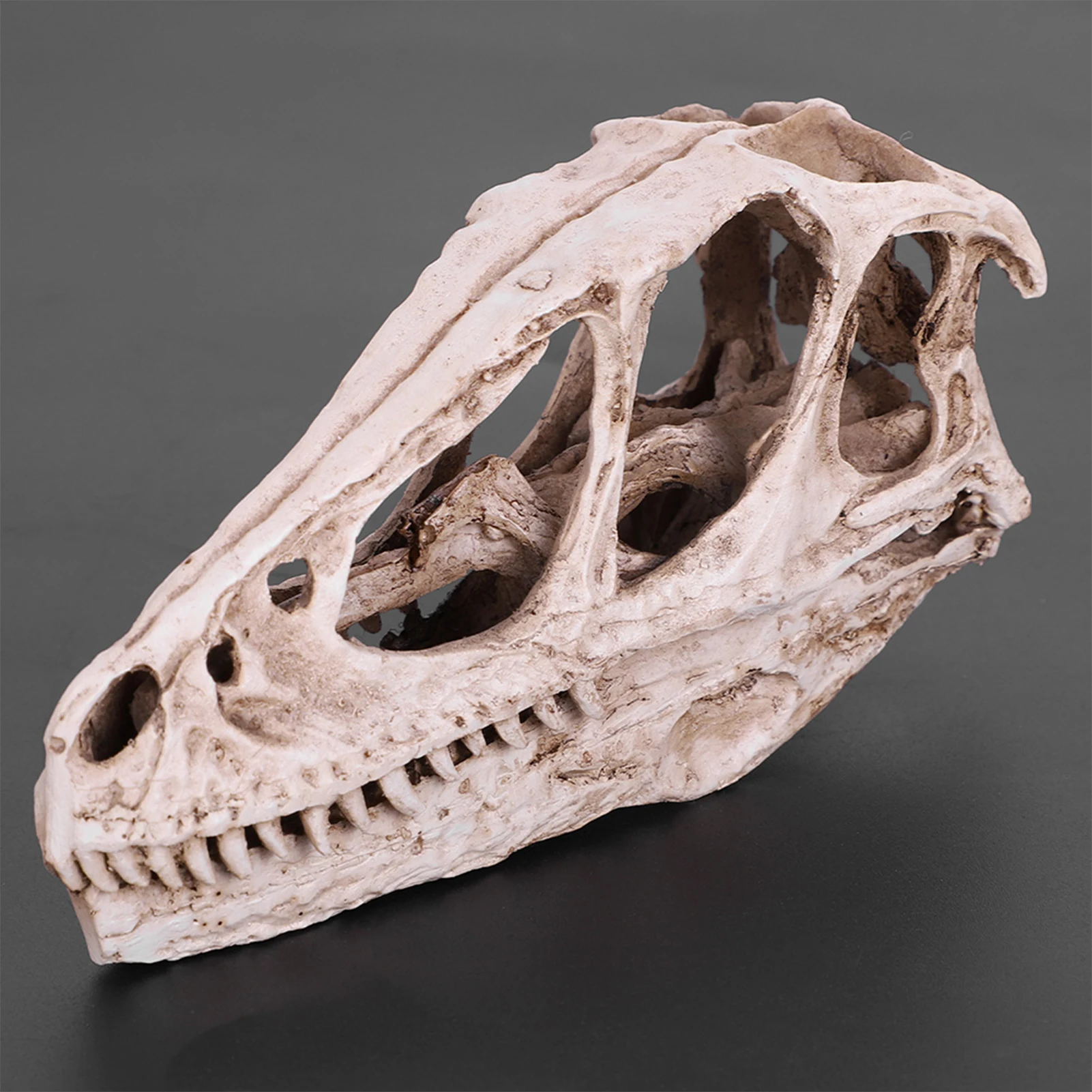 Resin Dinosaur Skull Model Simulated Animal Skeleton Home Office Decor Craft Teaching Prop