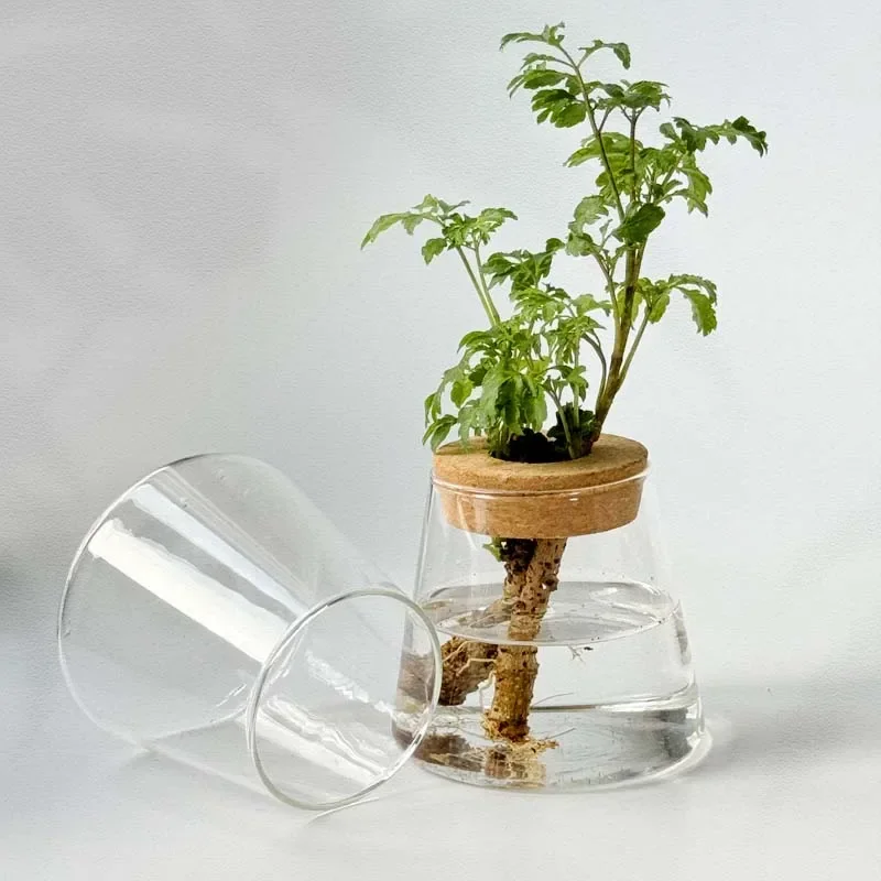 Hydroponic Plants Glass Flower Pots Home Decoration Transparent Small Vase Plant Pots With Base Tray For Garden Accessories