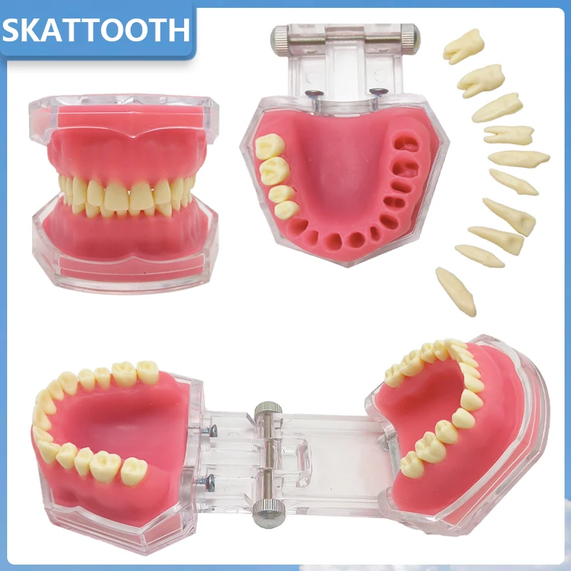 

Dental Tooth Extraction Pratice Model with Removable Teeth Soft Gum Typodont Model for Dentist Teaching Patient Education Demo