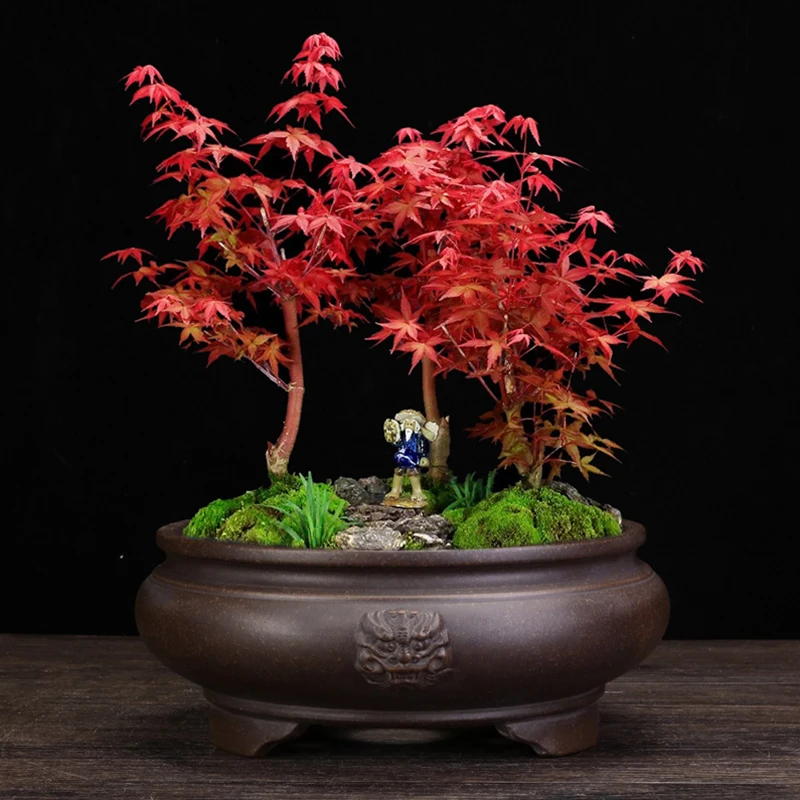 Imagem -02 - Chinês Tradicional de Argila Roxa Flowerpot Plantadores de Terracota Plantas de Interior Tabletop Bonsai Decoração