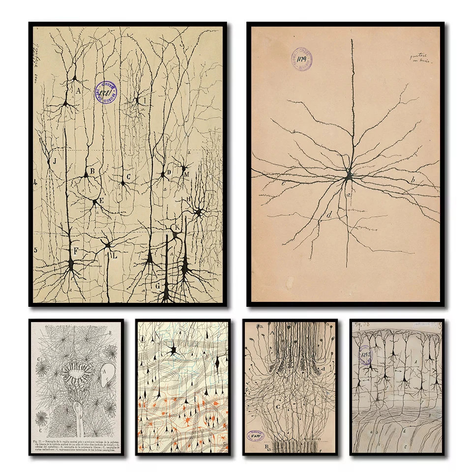 Dibujo de neurón antiguo de Santiago Ramón y Cajal, anatomía del cerebro, biología, póster en lienzo, imágenes artísticas de pared, decoración del hogar, regalo