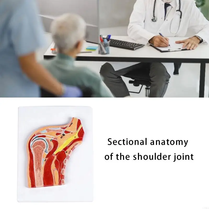 CORA Anatomical Shoulder Joint Structure Model With Muscles and Ligaments For Patient Communication And Clinical Training