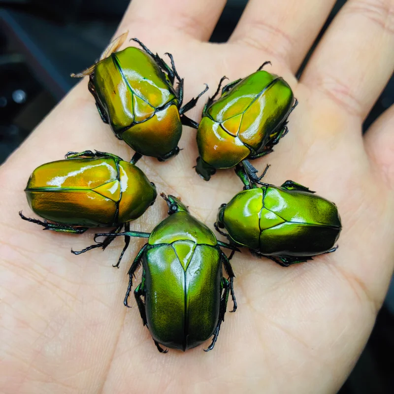 

Real scarab specimen Insect beetle Artwork Mosaic Collection science education Home decoration statues for decoration