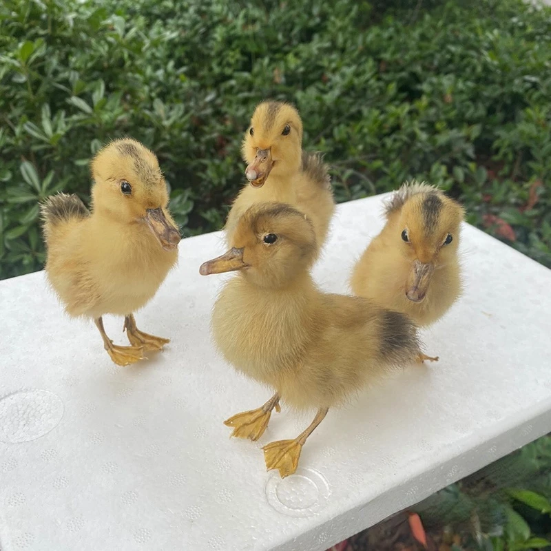 Animal and bird specimens Little yellow duck specimens Home exhibition hall decorations Teaching aids Shooting props home decor