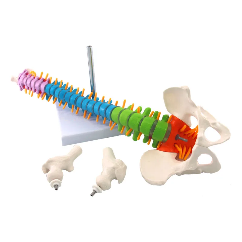 45cm Color Medical Adult Human Flexible Spine Model PVC Material Bone Anatomical Mannequin Skeleton Esqueleto Spinepal Tools Set