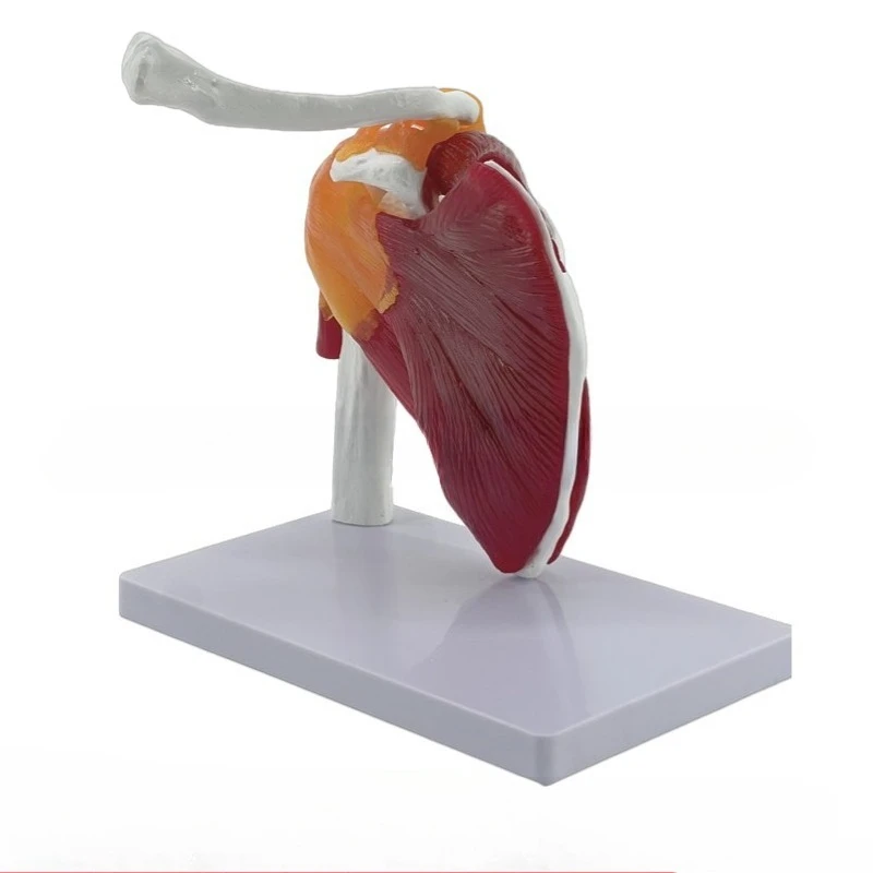 

Human muscle shoulder joint function medical teaching explanation display model