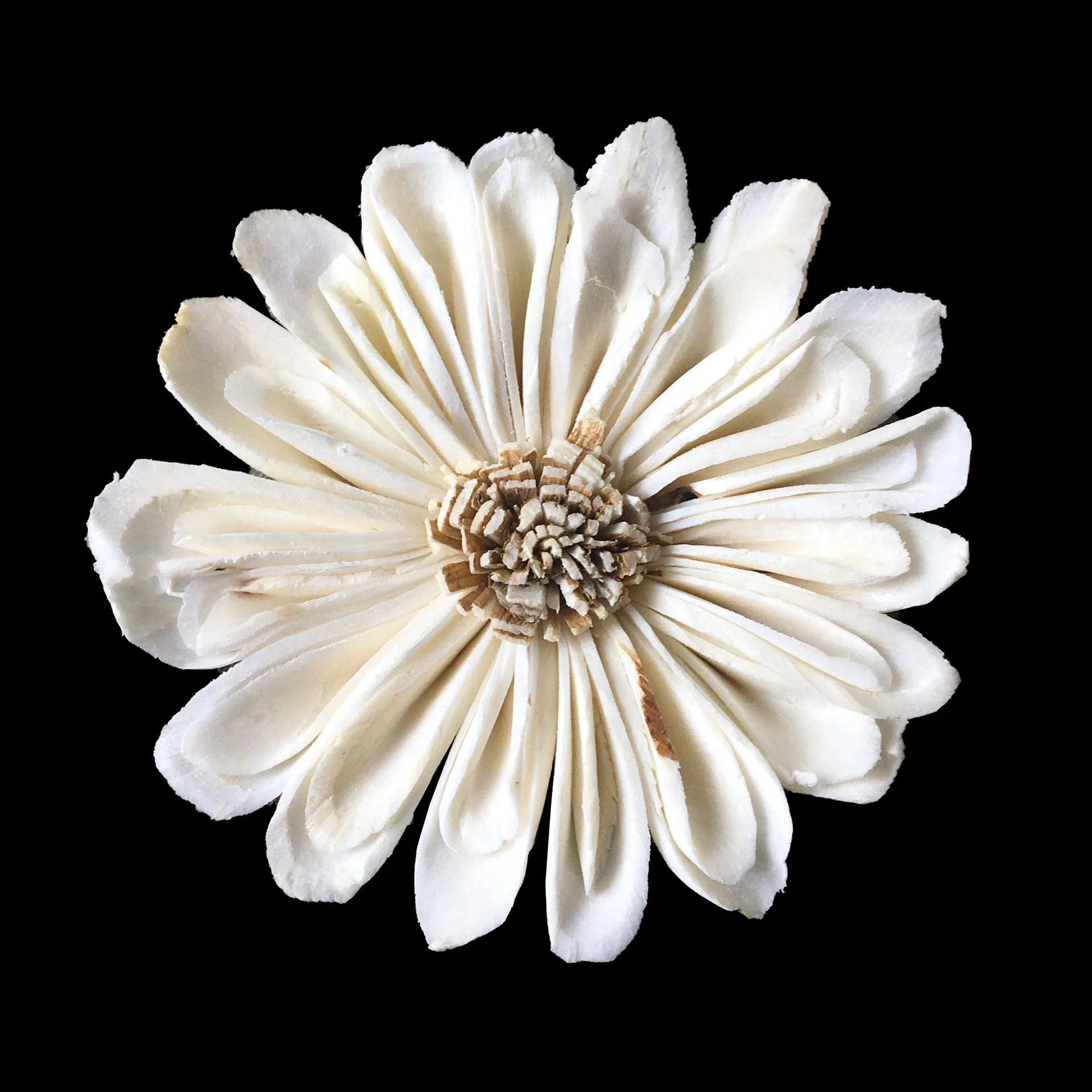 10 Stück afrikanische Gänseblü – Home Decor Daisy Bewertung und Preis