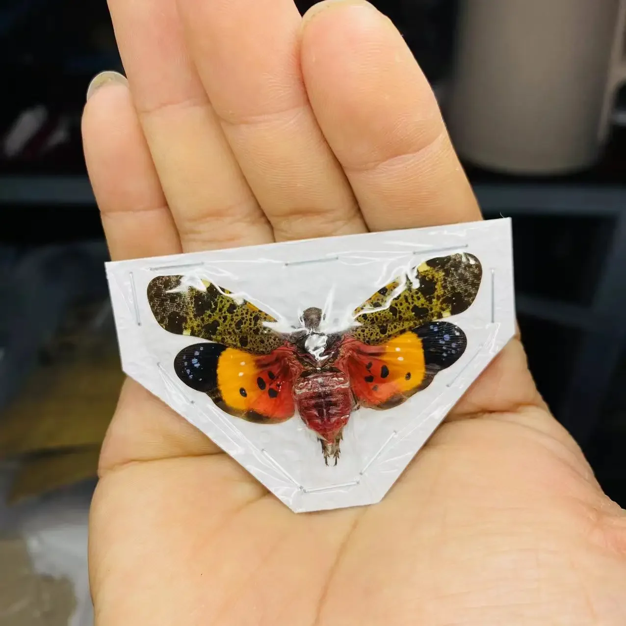 Пиропы Hamdjahi красный великолепный воск цикада образец Hemiptera коллекция фотографий настоящая коллекция насекомых жук домашний декор