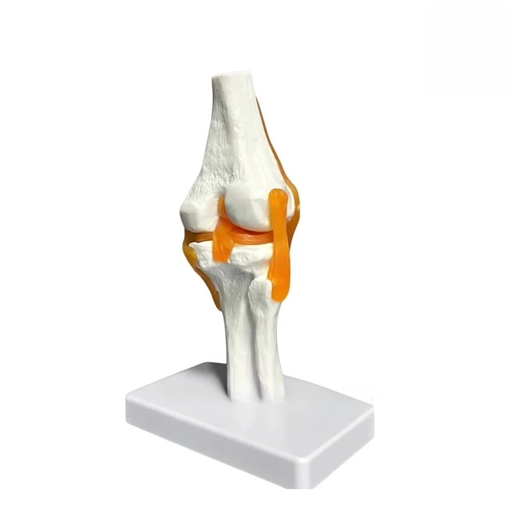 Human Knee Joint Functional Model, Meniscus Cruciate Ligament Movable Kneecap Patella Teaching Skeleton Model