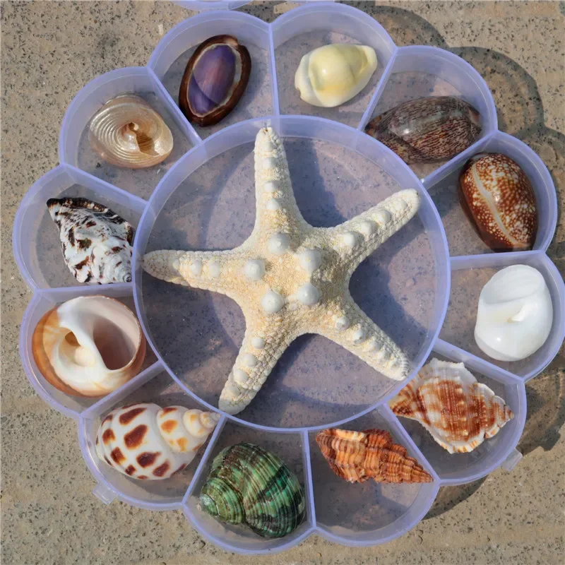 

Conch Shell Starfish Natural Material Household Specimen GiftBox Children's Toys Marine Biology Popular Science KindergartenSuit