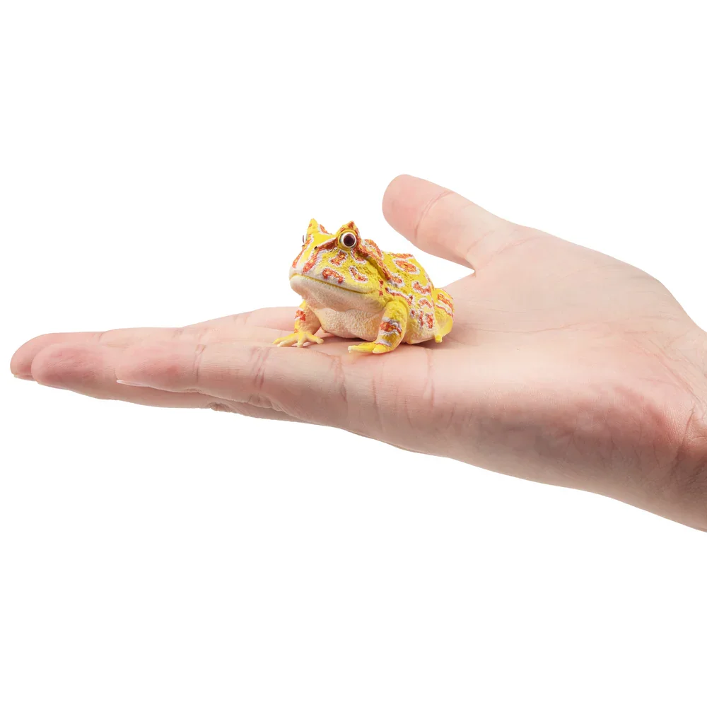 Toymany Simulation  Argentine Horned Frog Reptile Realm Animal Model Toy Mini Figures Dolls Action Figurines Toys Children Gift