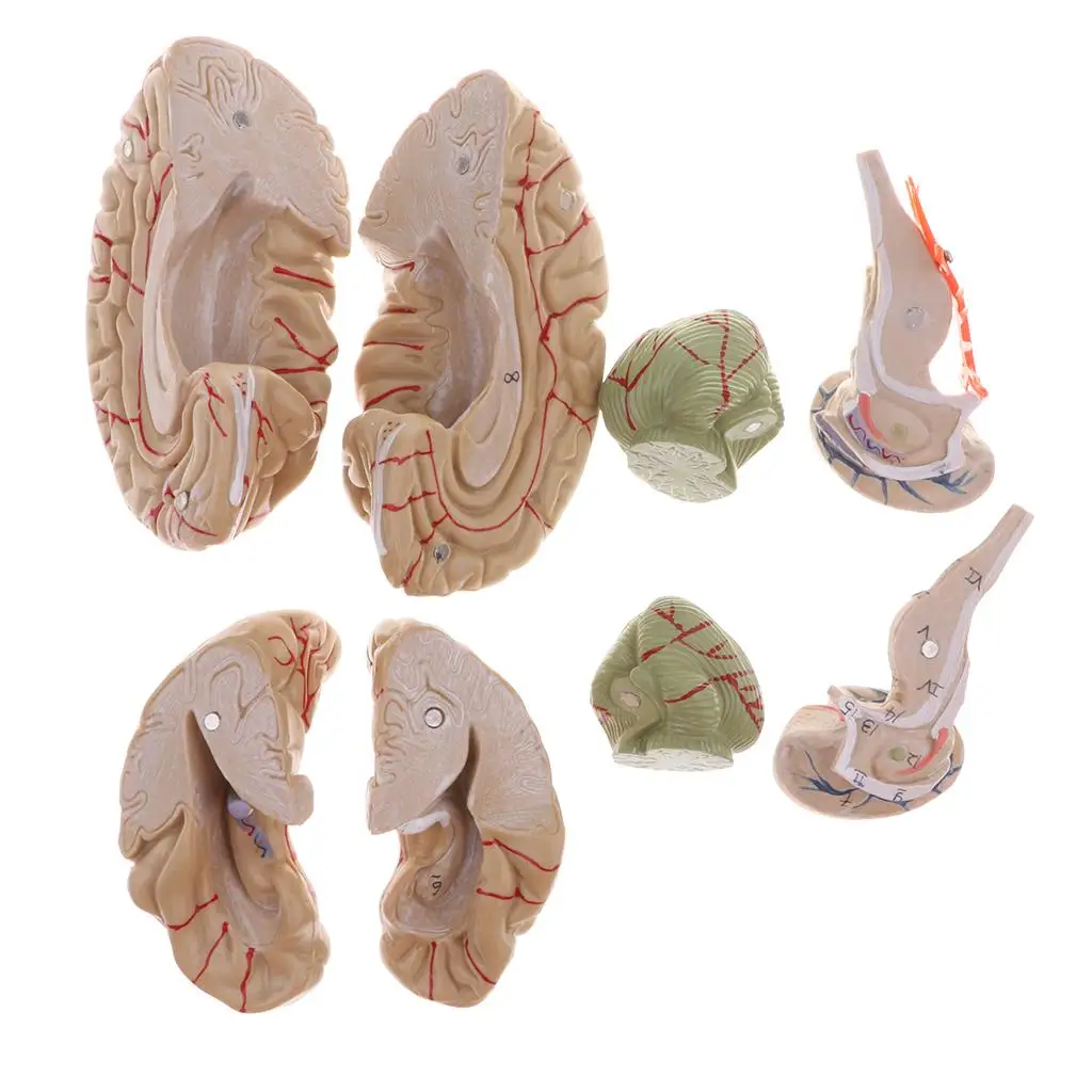 1 1 Brain with Arteries Figure Anatomical Head Skeleton PVC Material Science Education for School Laboratory