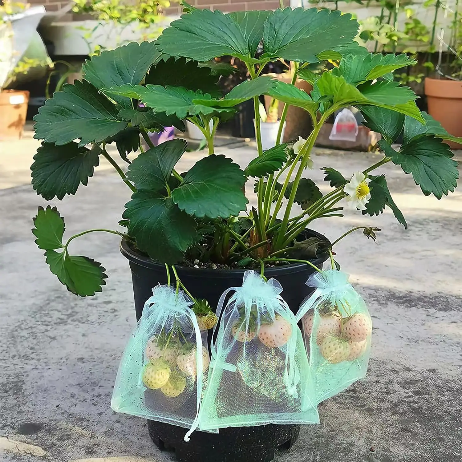 Bolsas de protección para frutas de piezas, cubierta de Red Verde con cordón, protectores de fruta de malla, barrera contra plagas para mangos,