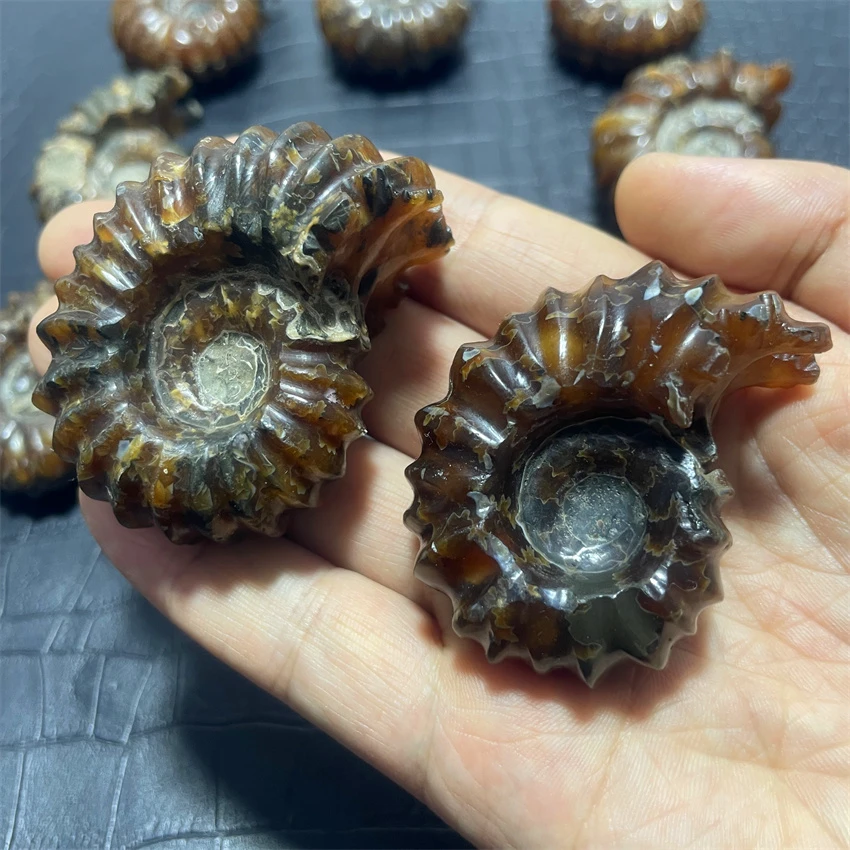 Natural Goat Horn Douvilleiceras Ammonite Conch Crystal Specimen Healing Stones Decor Madagascar Natural Quartz Crystals