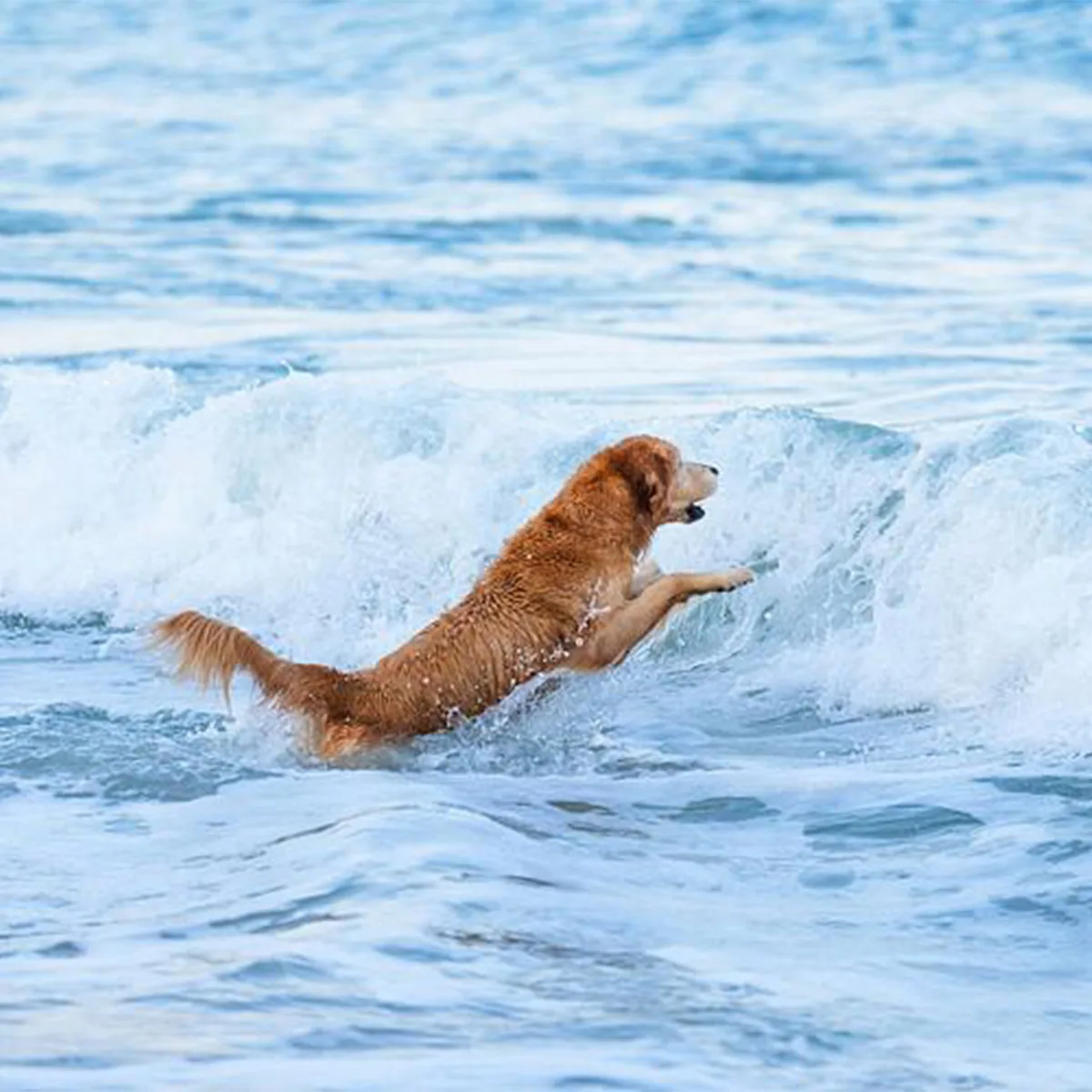 

Dog Bark Collar Automatic Bark and Training Collar Combo 2000ft Range Bark Collar for 10-120lbs Small Medium Large Dogs E-Collar