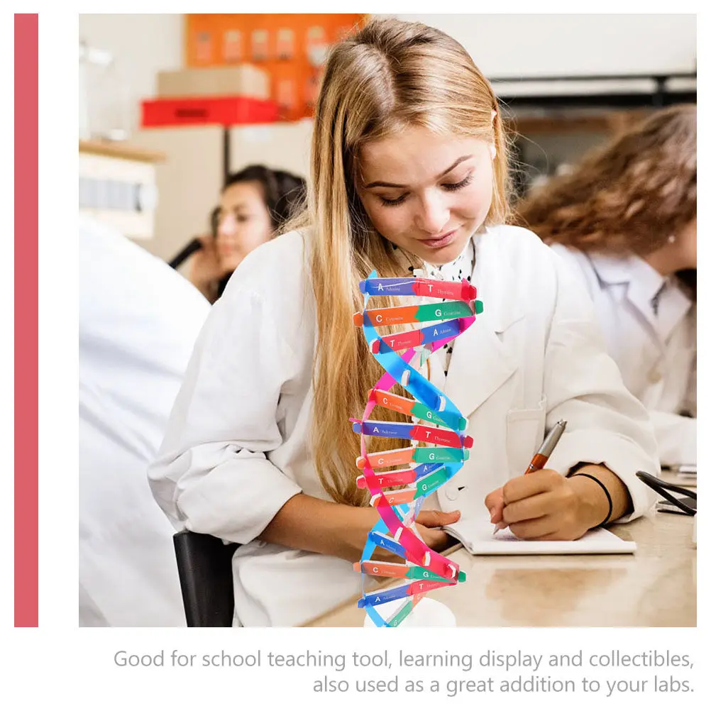 

Набор из 2 моделей ДНК: Двойная спираль, учебное пособие для биологии, компоненты для обучения в классе, модель гена ДНК