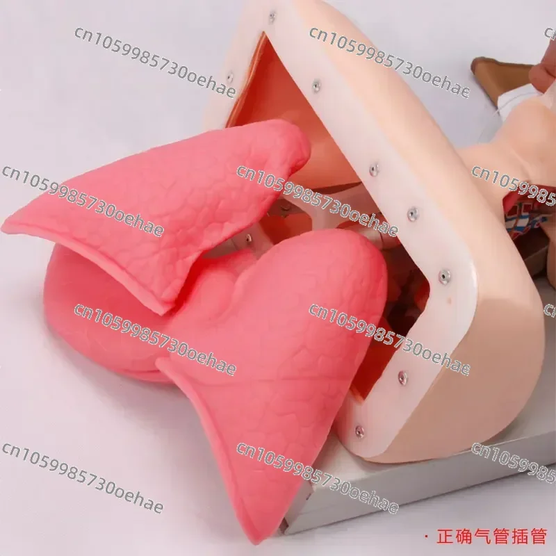 Human Tracheal Intubation Tracheal Intubation Simulation Population Nasopharynx Airway Insertion Emergency Training Mold