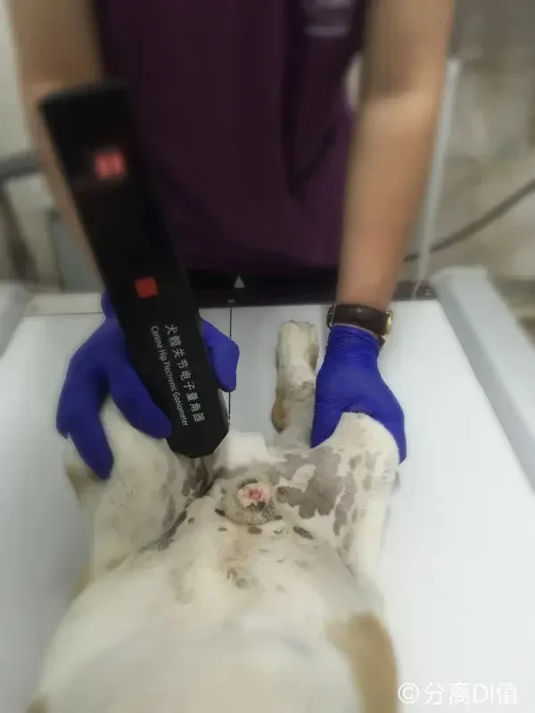 Hot-selling/Canine  Electronic Goniometer for CHD (canine  dysplasia) checking tools animal  instrument