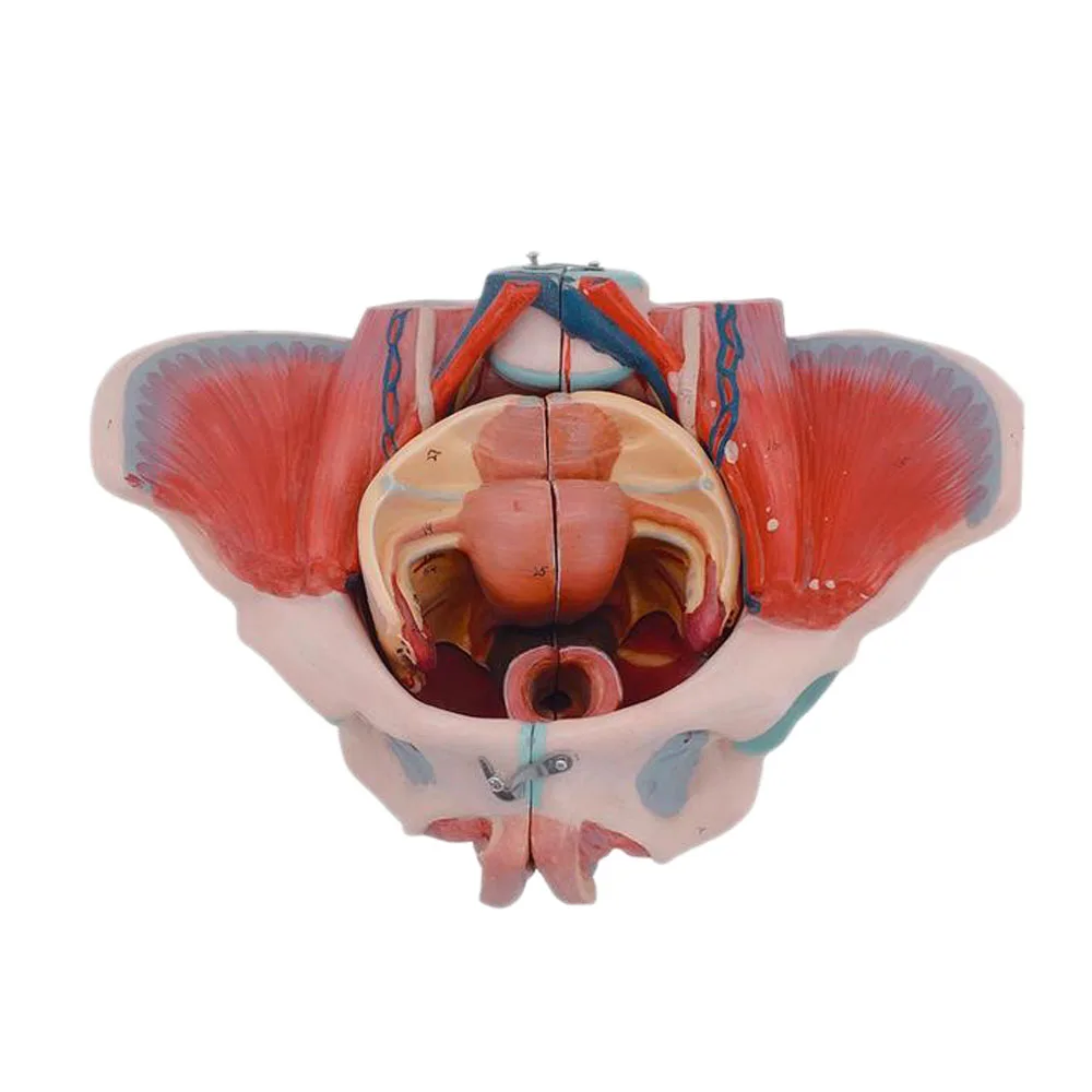 

Medical Teaching Female Pelvis with Genital Organs Anatomy Model