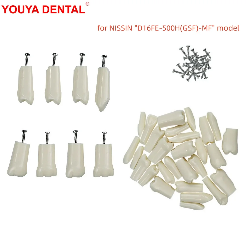 5pcs Replacement Teeth Compatible With NISSIN D16FE-500H(GSF)-MF Dental Teeth Model For Studying Training Practice Teaching Demo