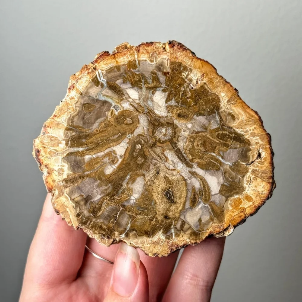 شرائح الخشب الطبيعية المتحجرة شريحة خشبية مع أنماط حلقة شجرة عينة معدنية للتأريض وموازنة الطاقة