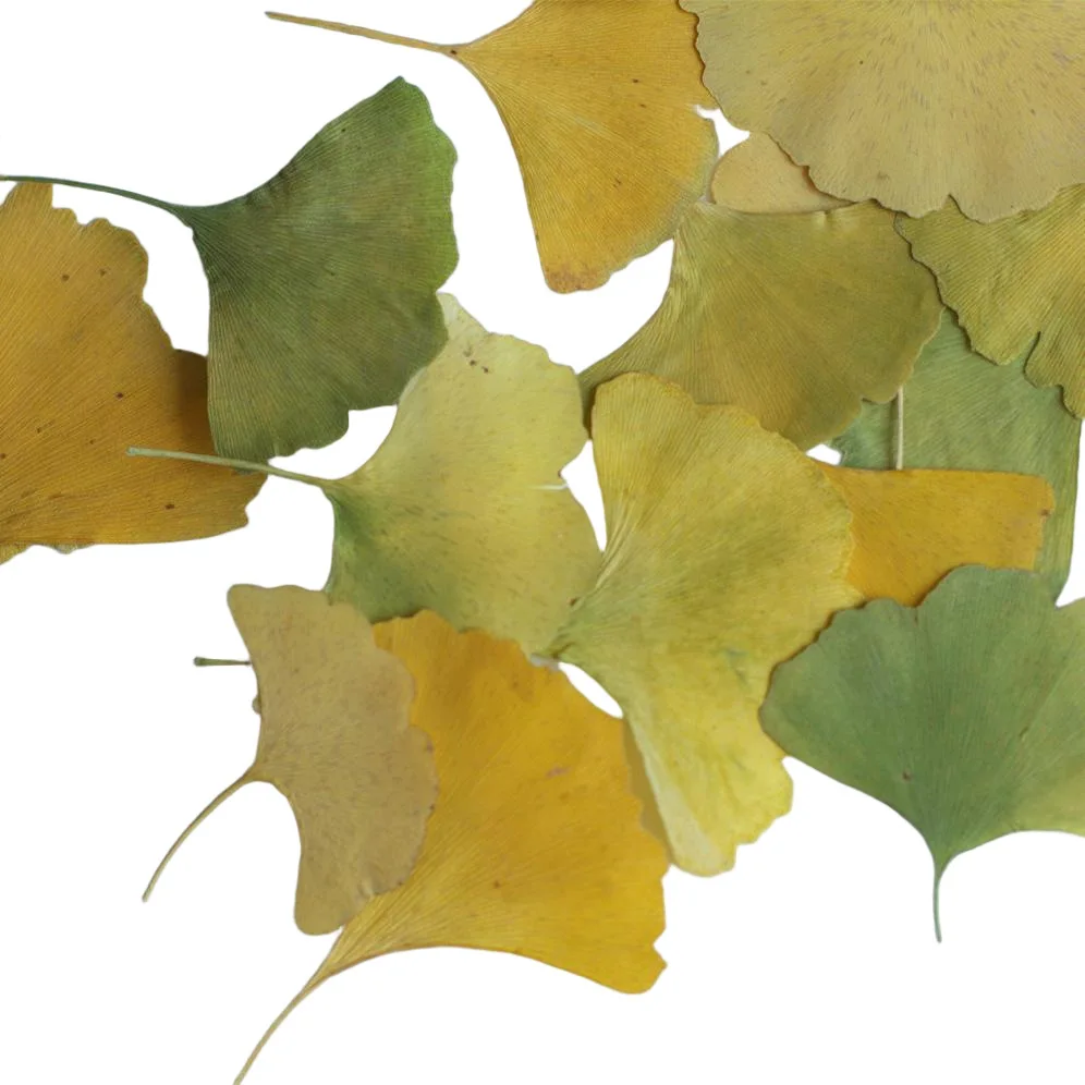 

100Pcs Ginkgo Leaf Pressed Flowers Factory Wholesale Plant Specimen Bookmarks Handmade Floral Materials DIY Resin Real Flower Phone Case Materials